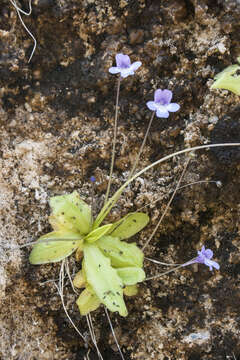 Image of Pinguicula dertosensis (Cañig.) G. Mateo Sanz & M. B. Crespo Villalba