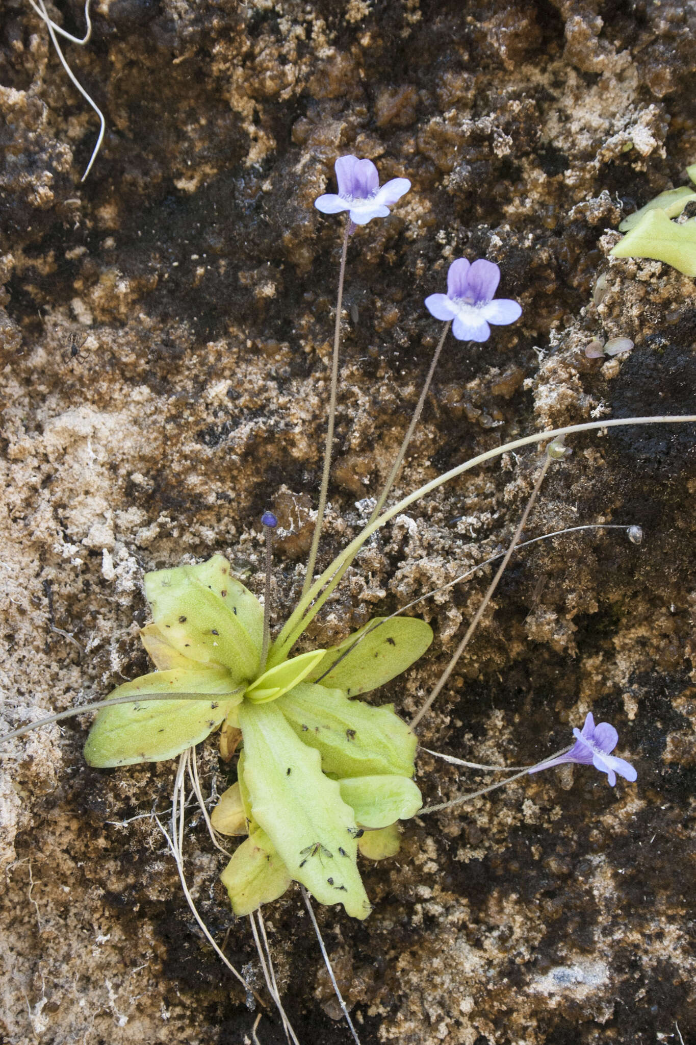 Imagem de Pinguicula dertosensis (Cañig.) G. Mateo Sanz & M. B. Crespo Villalba