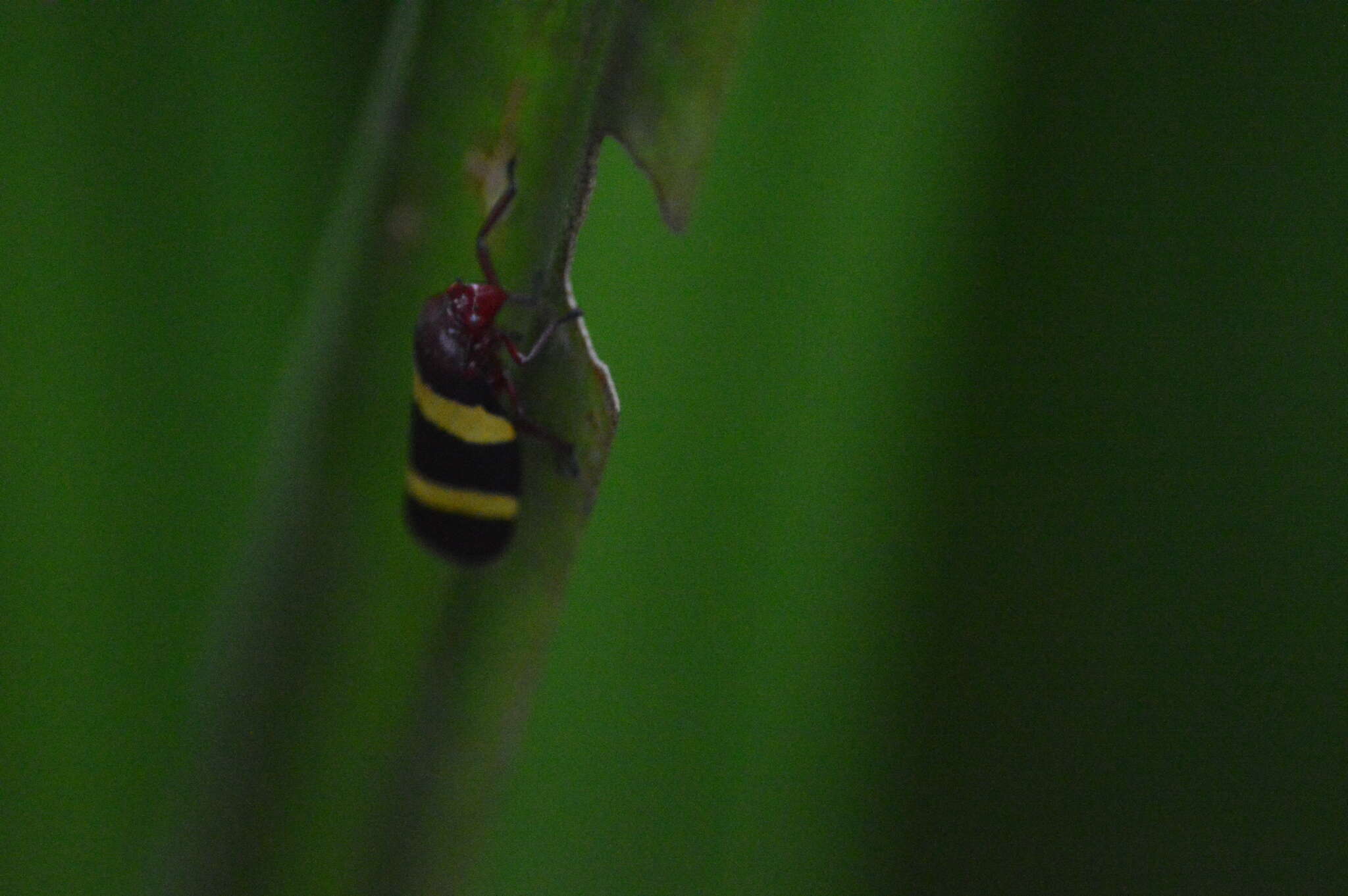 Image of Sphenorhina rubra (Linné 1758)