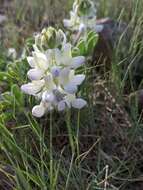 Lupinus malacophyllus Greene resmi