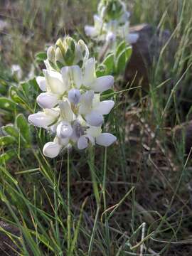 Imagem de Lupinus malacophyllus Greene