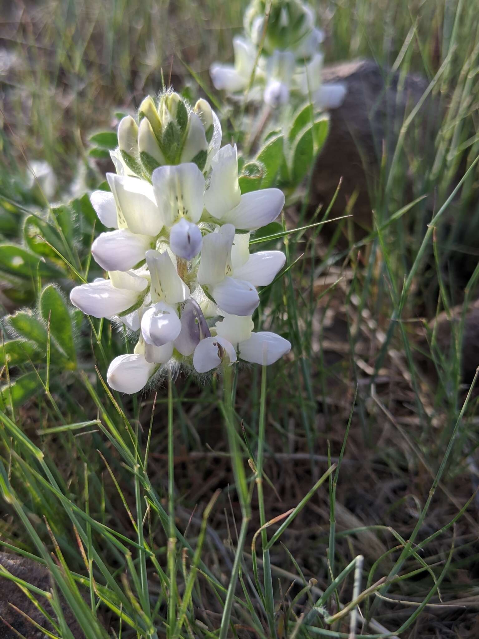 Image of jawleaf lupine