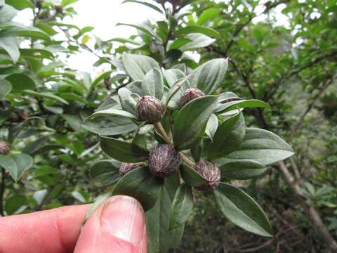 Image of Barnadesia spinosa L. fil.