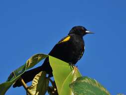 Icterus cayanensis (Linnaeus 1766)的圖片