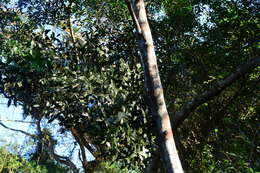 Image of Robsonodendron eucleiforme (Eckl. & Zeyh.) R. H. Archer