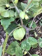 Image of Pygmy Ground-Cherry