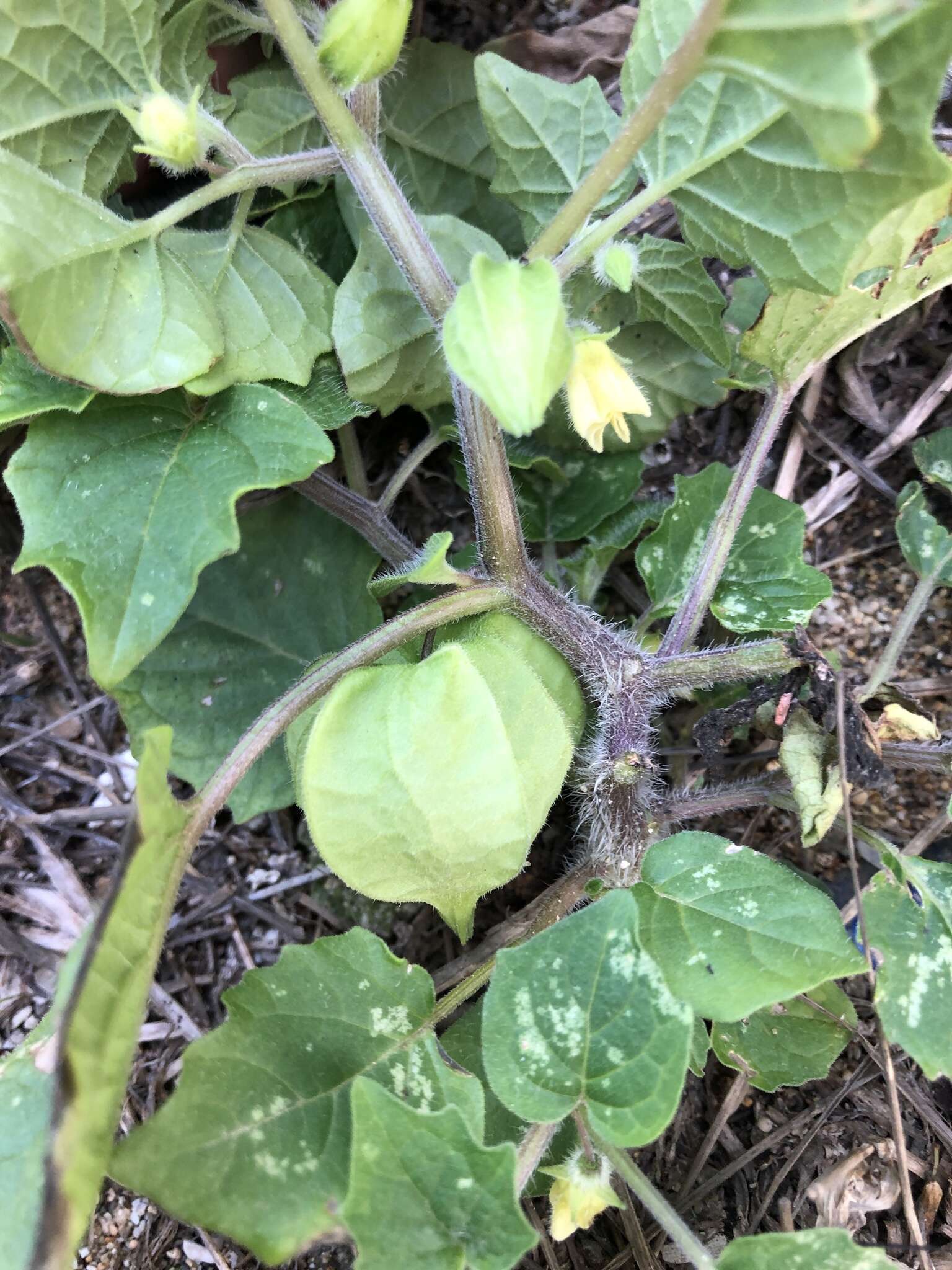 Image of Pygmy Ground-Cherry