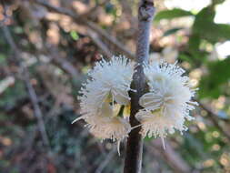 Image of Eugenia uruguayensis Cambess.