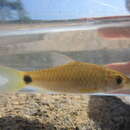 Image of Mahecola Barb