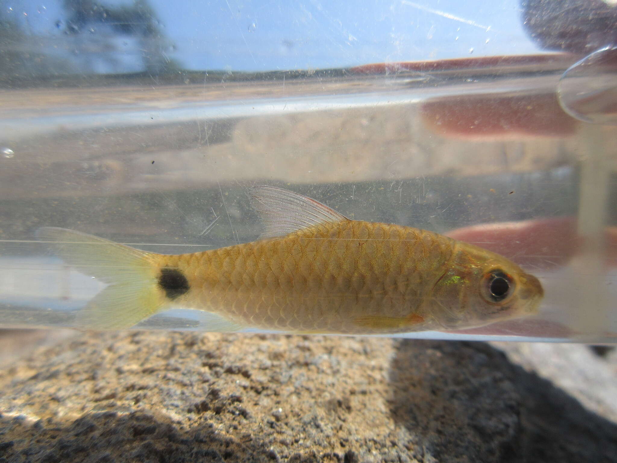 Image of Mahecola Barb