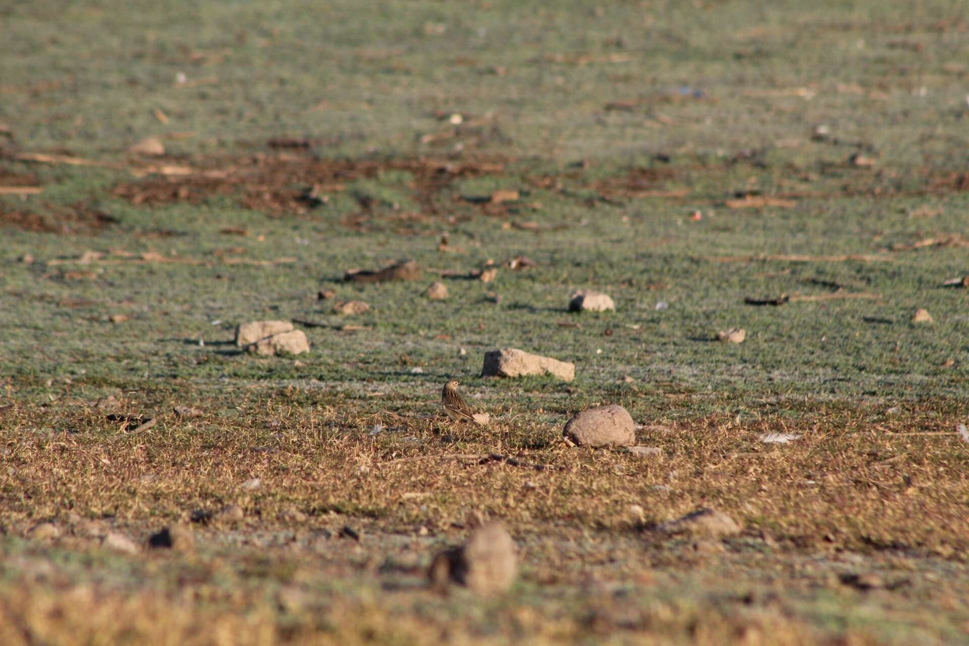 Image of Sprague's pipit