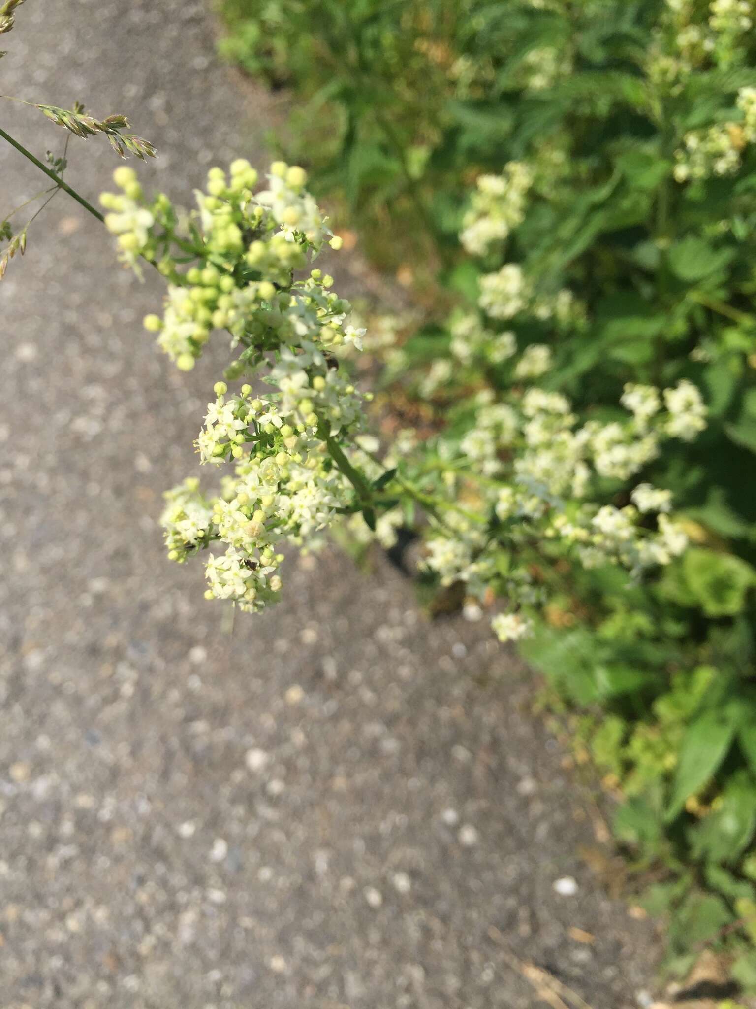 Image of white bedstraw