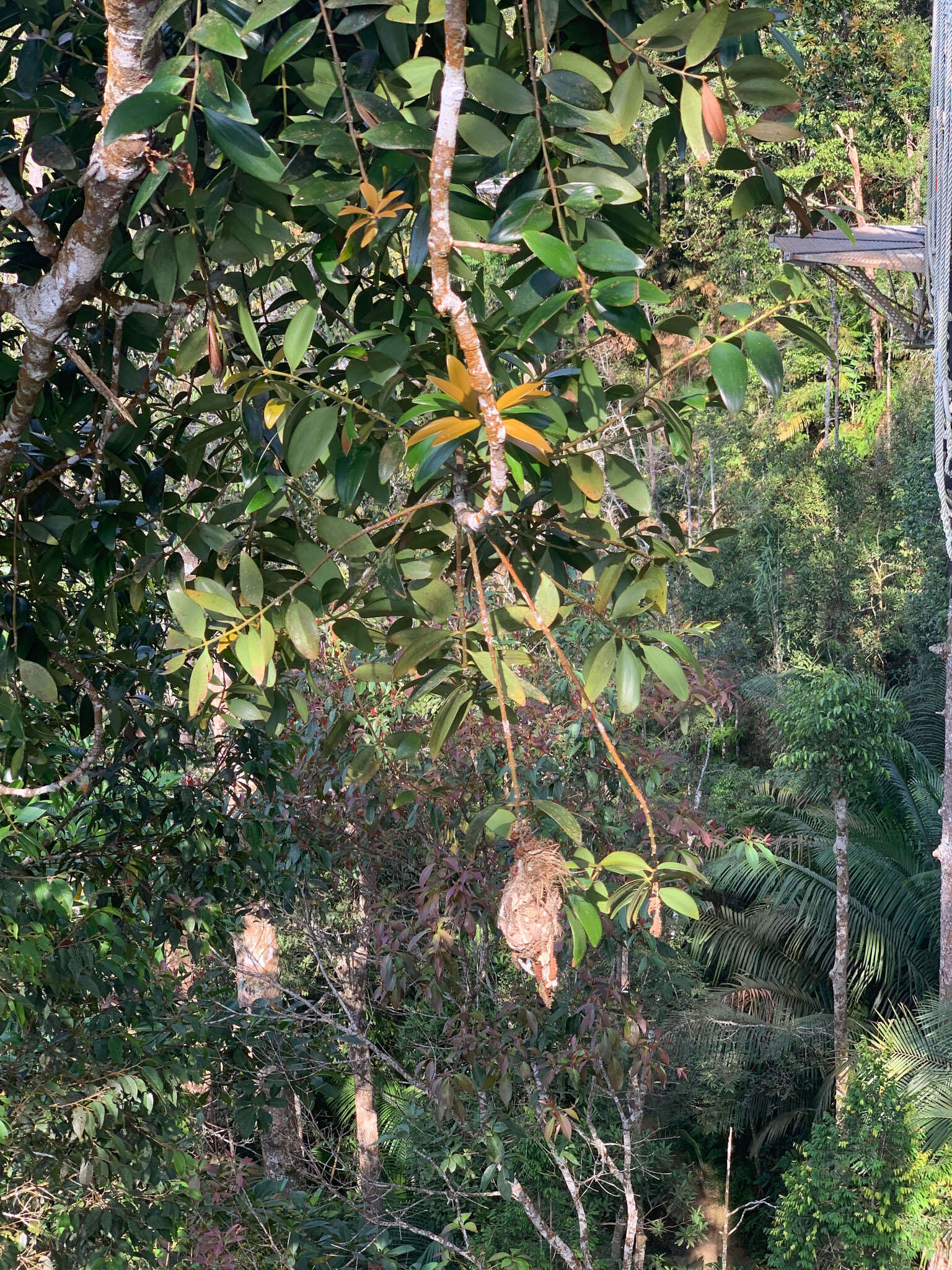 Image de Agathis borneensis Warb.