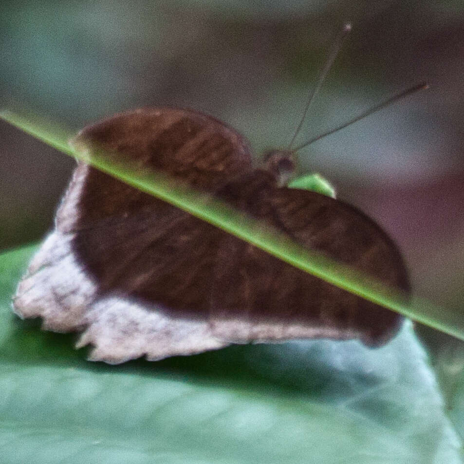 Tanaecia lepidea cognata resmi