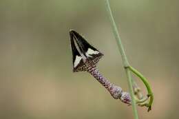 Image de Ceropegia nilotica Kotschy