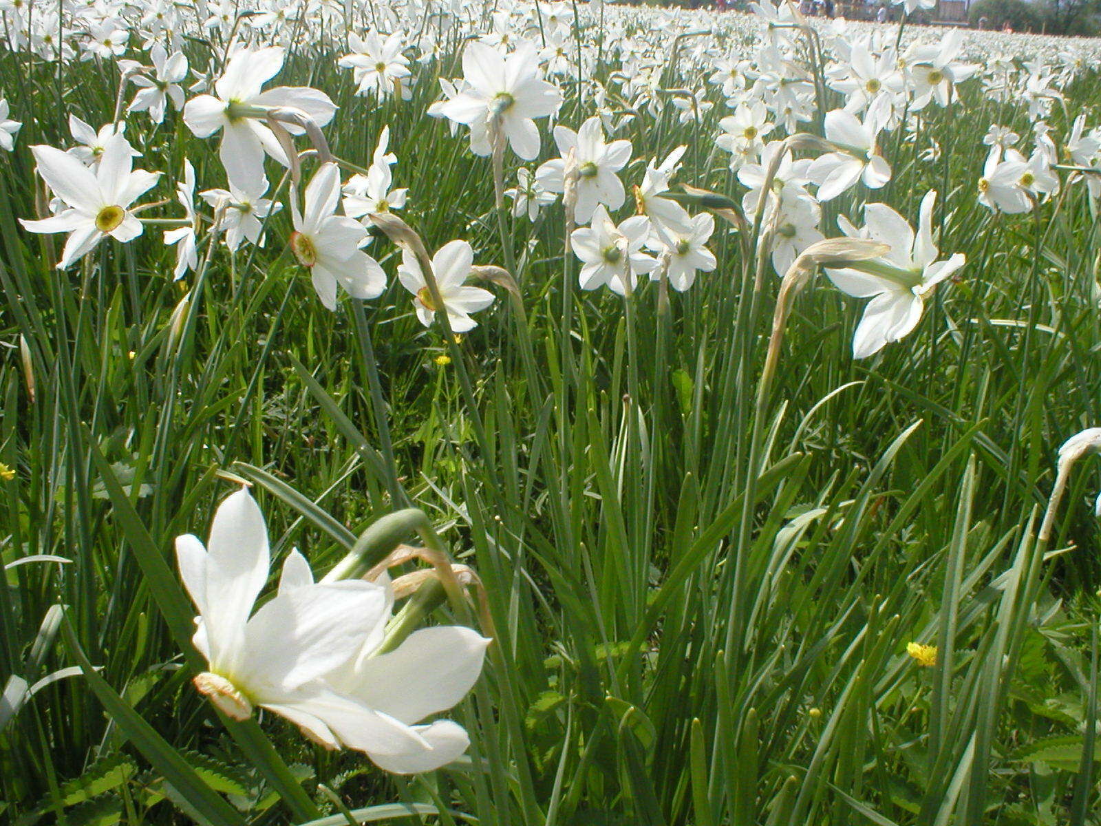 Слика од Narcissus poeticus subsp. radiiflorus (Salisb.) Baker