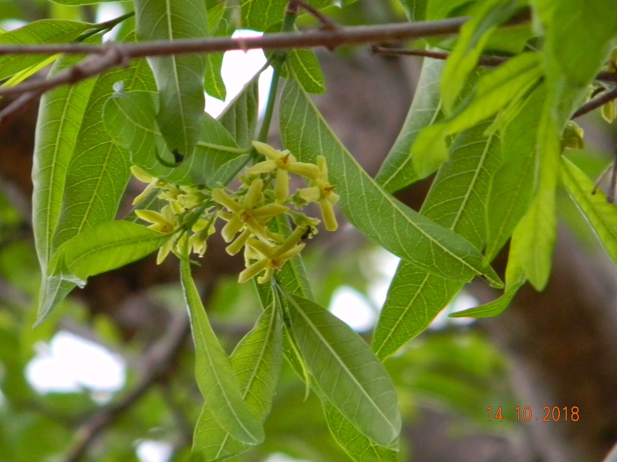 Слика од Wrightia natalensis Stapf