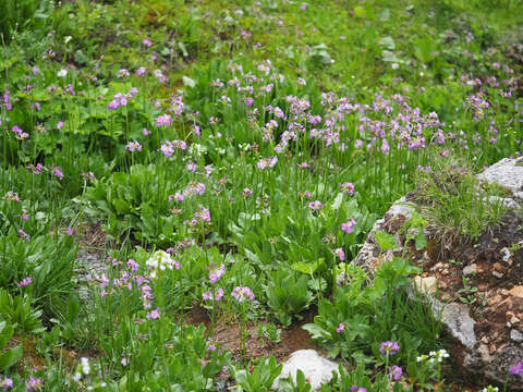 Слика од Primula auriculata Lam.