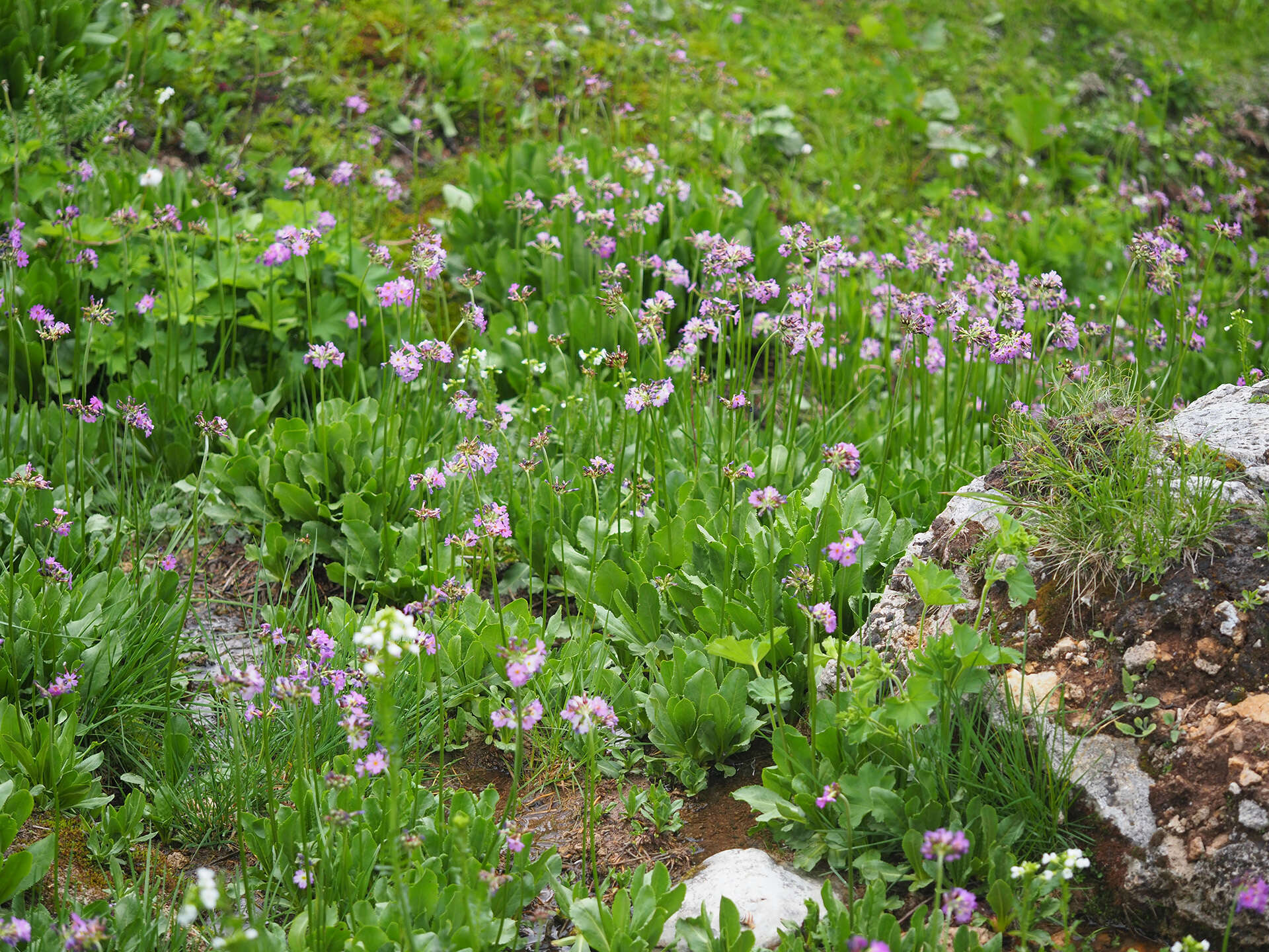 Слика од Primula auriculata Lam.