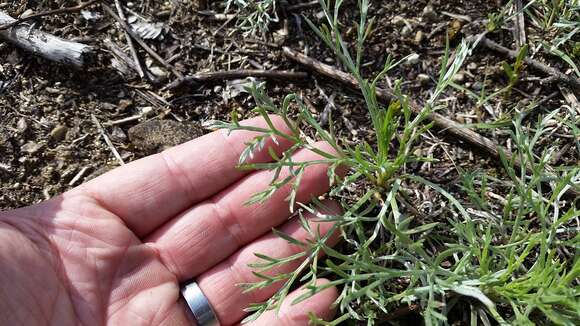 Image of field sagewort