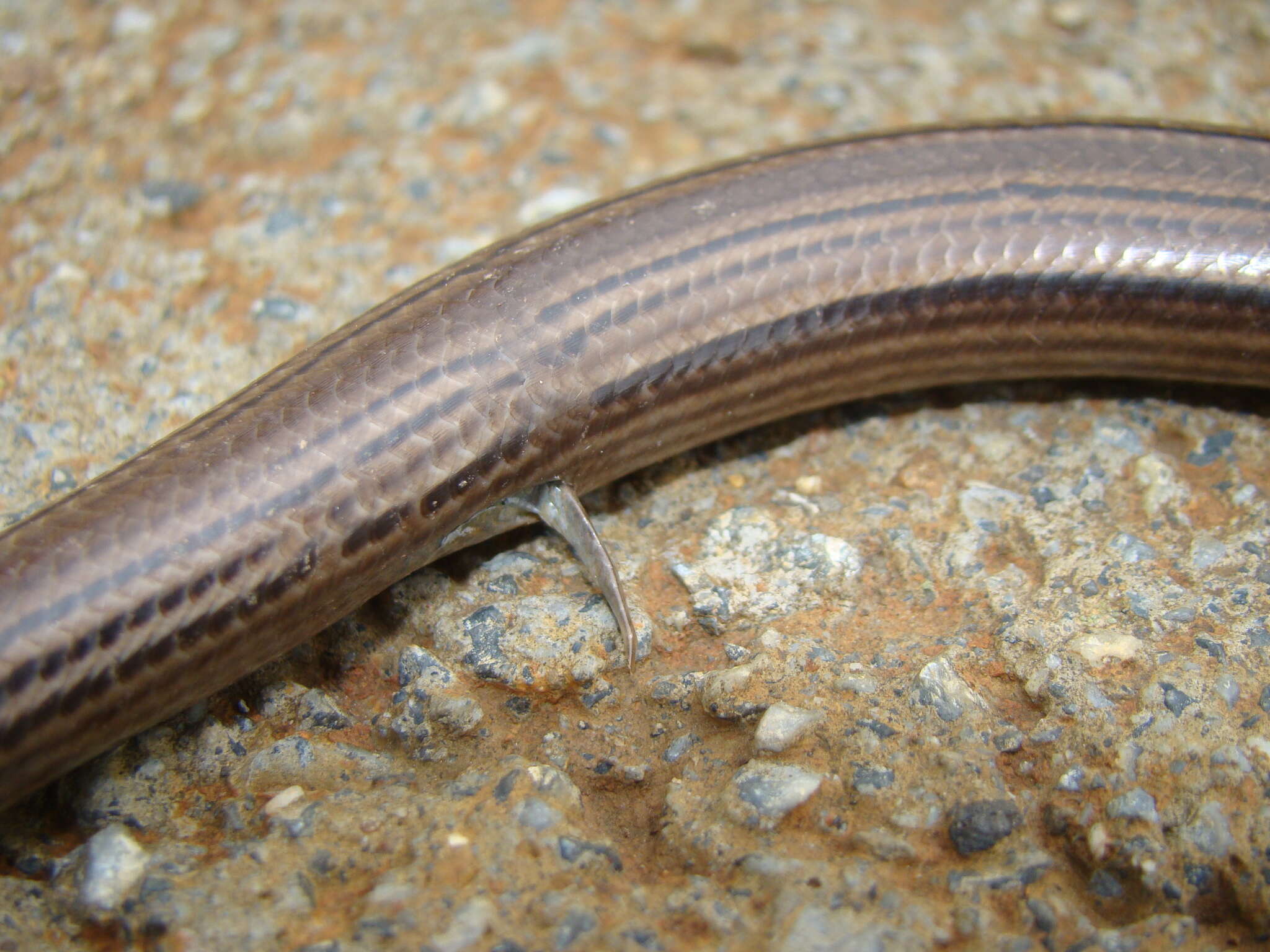 Image of Yacupoi Worm Lizard