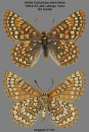 Euphydryas anicia helvia (Scudder 1869)的圖片