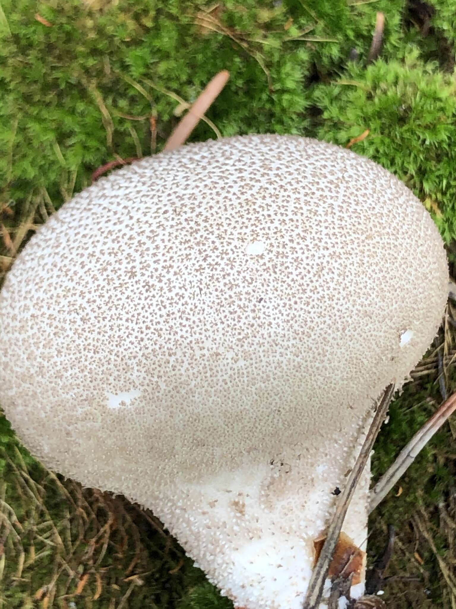 Image de Lycoperdon subumbrinum Jeppson & E. Larss. 2012