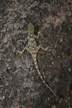 Image of Shortnose Anole