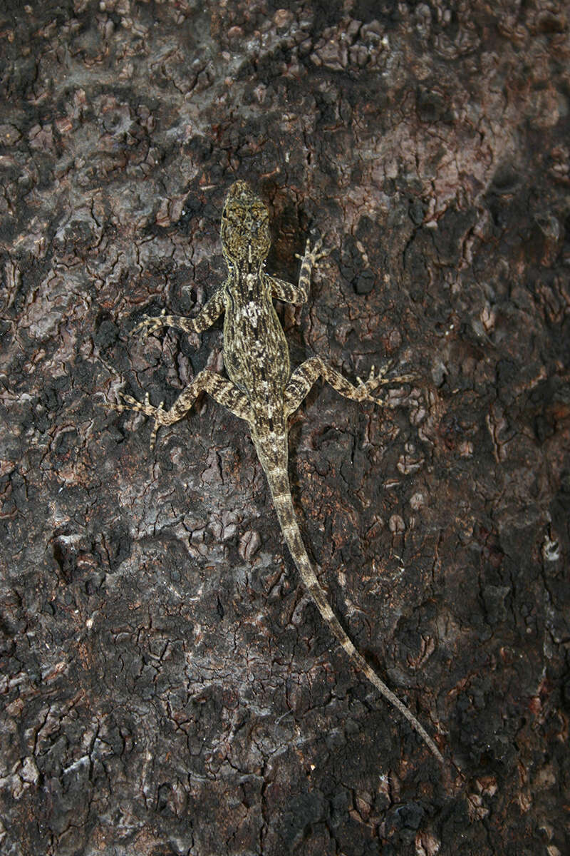 Image of Shortnose Anole