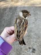 Image of Emberiza schoeniclus stresemanni Steinbacher 1930