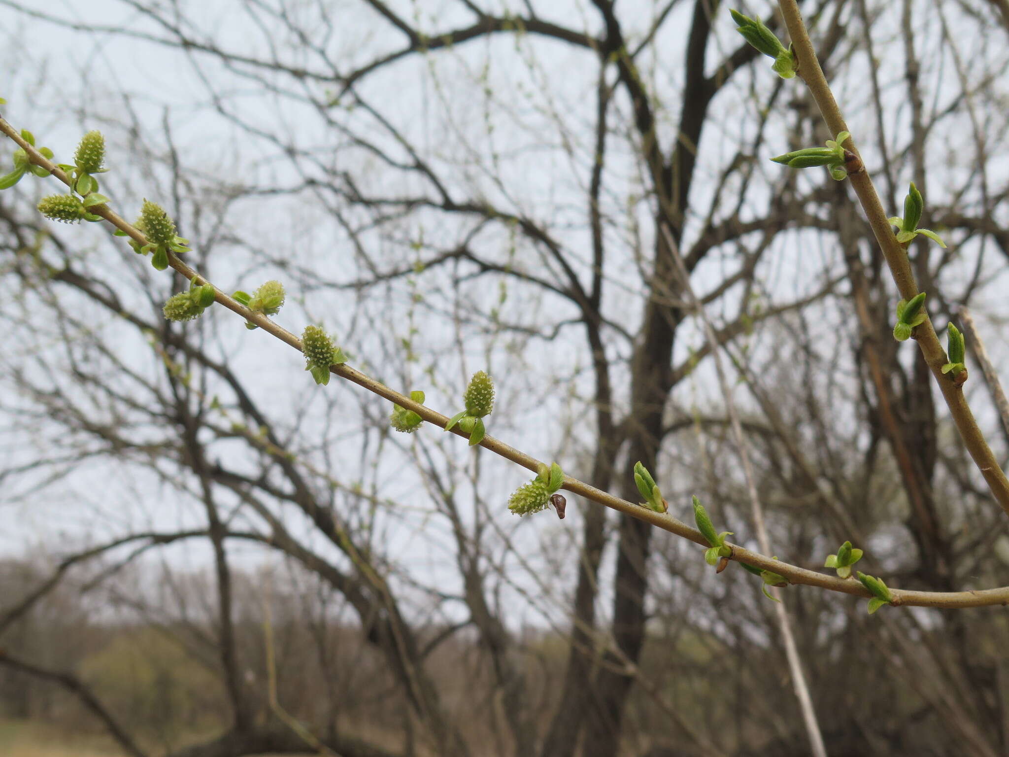 Image of Salix pierotii Miq.