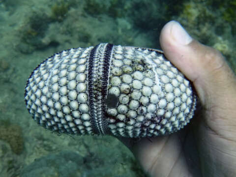 Image of Banded diadem urchin