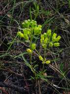 Image of Savannah Milkweed