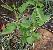 Image of Hibiscus barbosae Exell