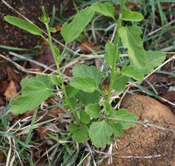 Image of Hibiscus barbosae Exell