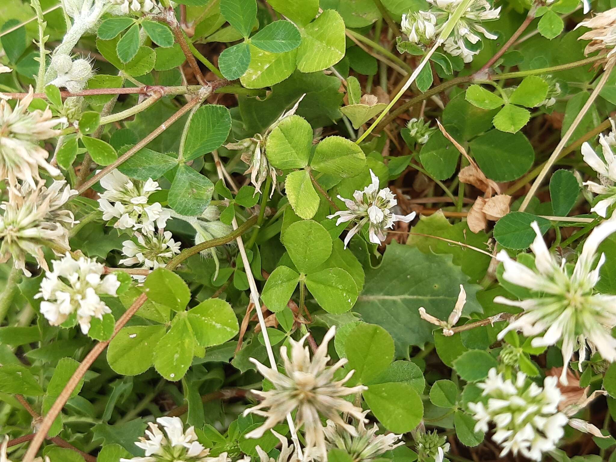 Trifolium nigrescens subsp. nigrescens的圖片