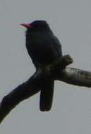 Image of Black-fronted Nunbird