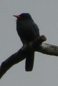 Image of Black-fronted Nunbird