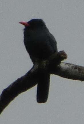 Image of Black-fronted Nunbird