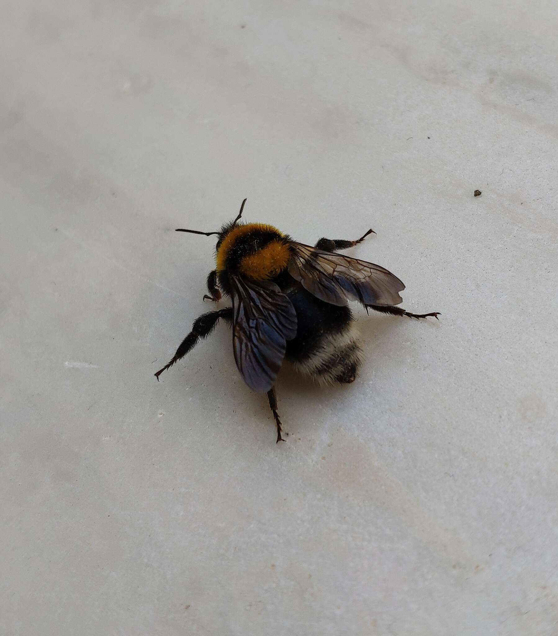 Слика од Bombus argillaceus (Scopoli 1763)