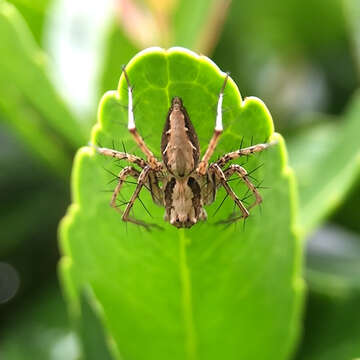 Image of Oxyopes acleistus Chamberlin 1929