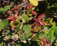 Image of Manzanita Leaf Gall Aphid