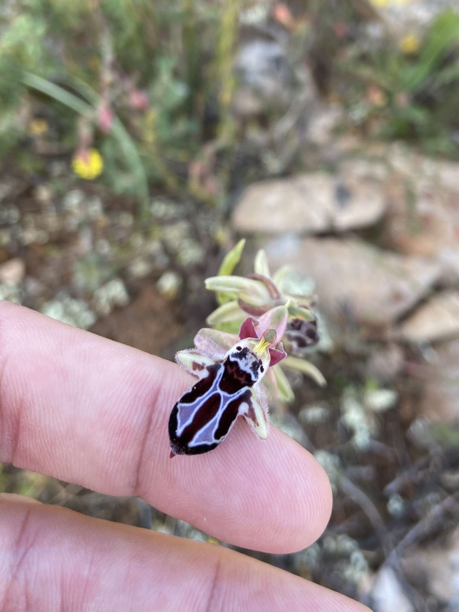 Image of Ophrys cretica subsp. cretica