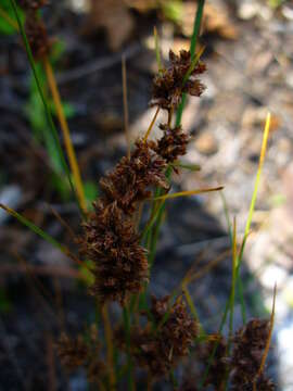 Image of Ficinia bulbosa (L.) Nees