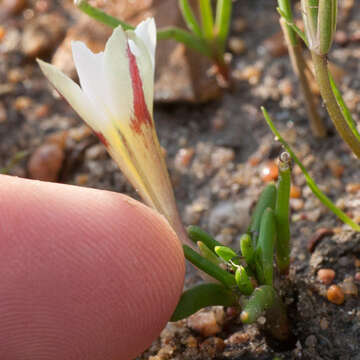 Image of Moraea angulata Goldblatt