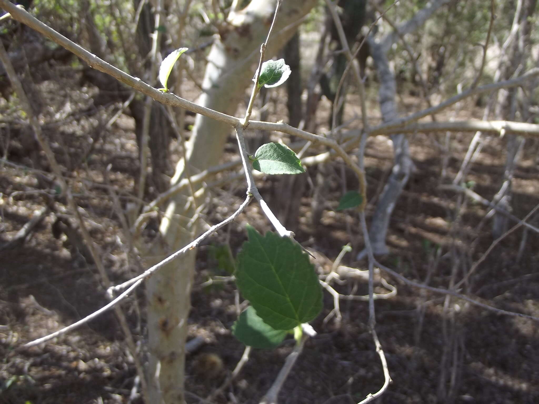 Image of Venetian sumac