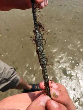 Image of Star ascidian