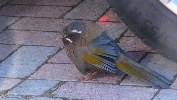 Image of White-whiskered Laughingthrush