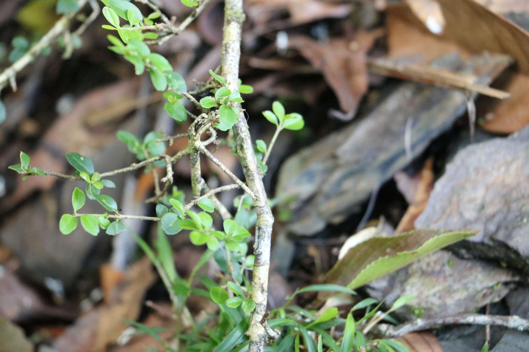 Image of Ligustrum sinense var. sinense