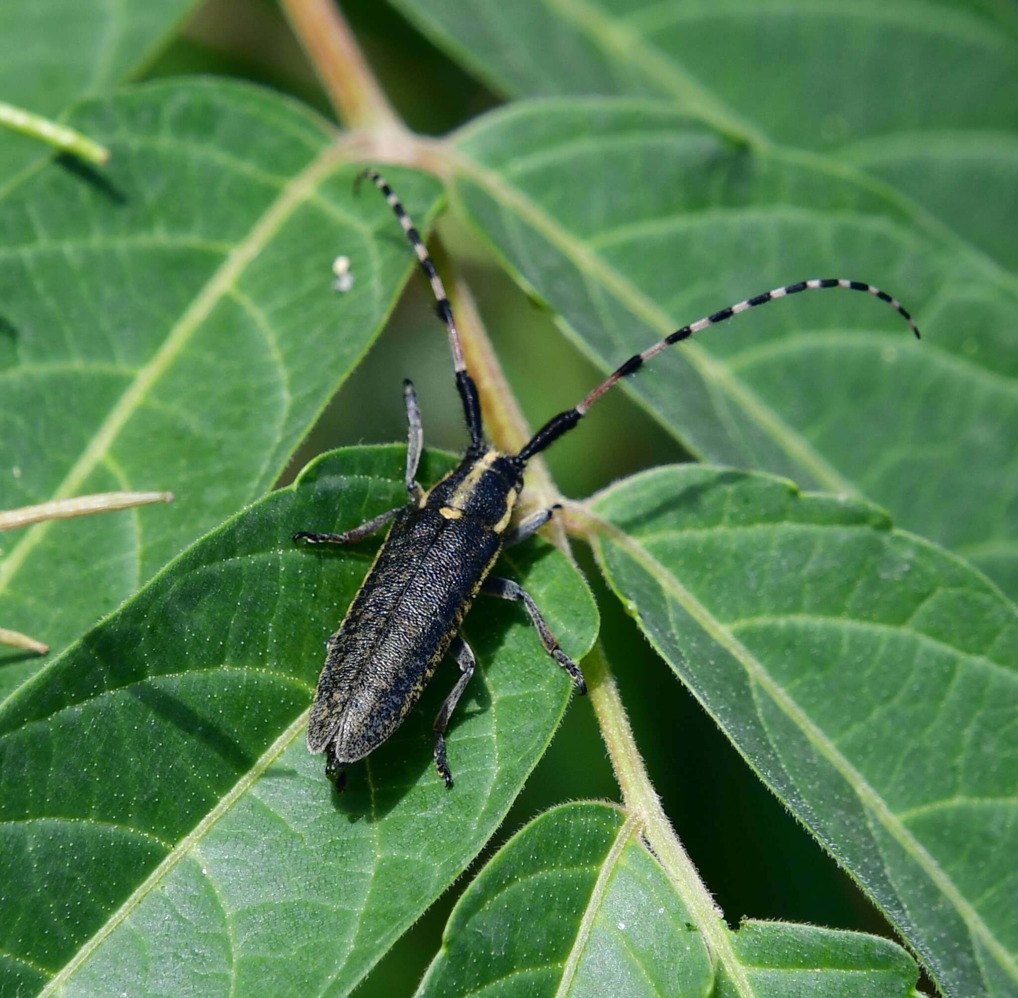 Image of Agapanthia (Epoptes) dahlii nitidipennis Holzschuh 1984